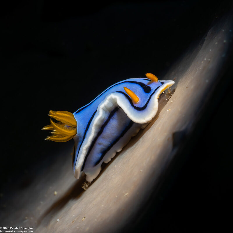 Chromodoris lochi (Loch's Chromodoris)