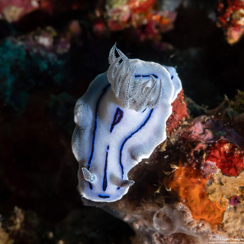Chromodoris willani (Willan's Chromodoris)