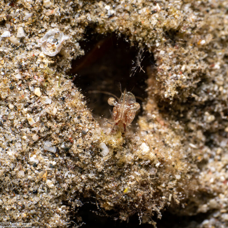 Cuapetes sp,.4 (Cuapetes sp.4)