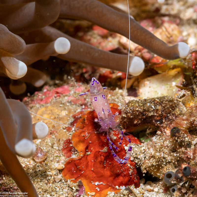 Ancylomenes sarasvati (Sarasvati Anemone Shrimp)