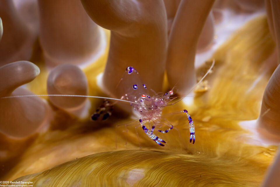 Ancylomenes sarasvati (Sarasvati Anemone Shrimp)