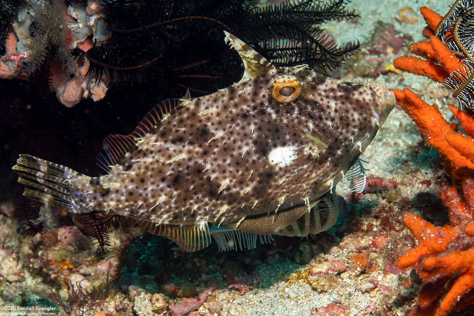 Pseudomonacanthus macrurus (Strapweed Filefish)
