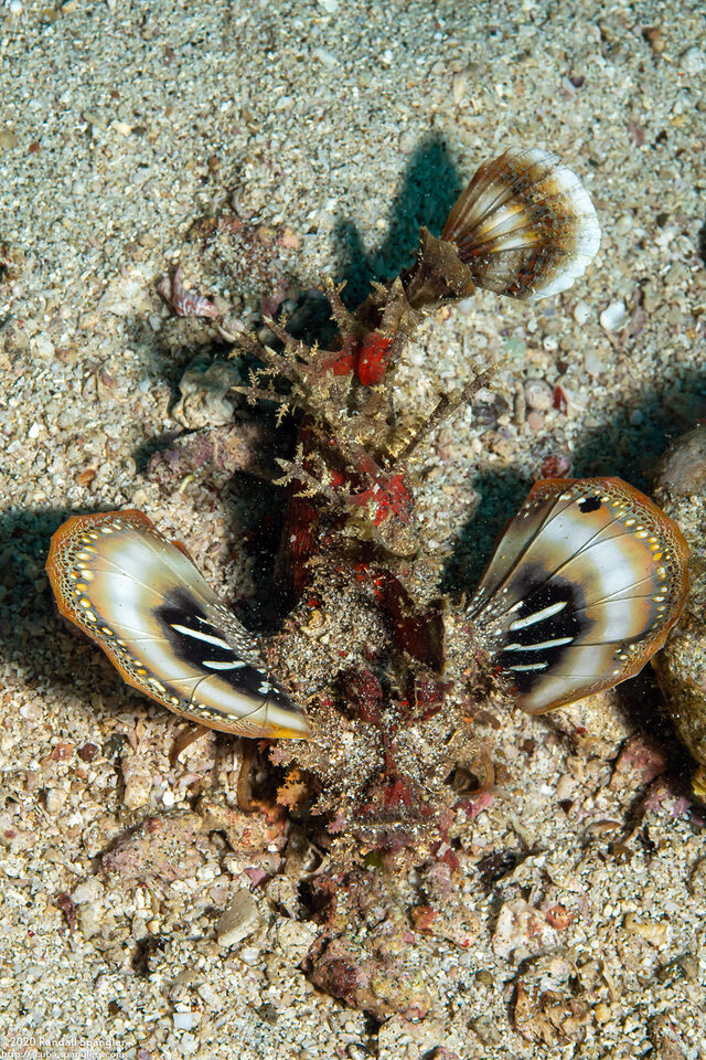 Inimicus didactylus (Spiny Devilfish)