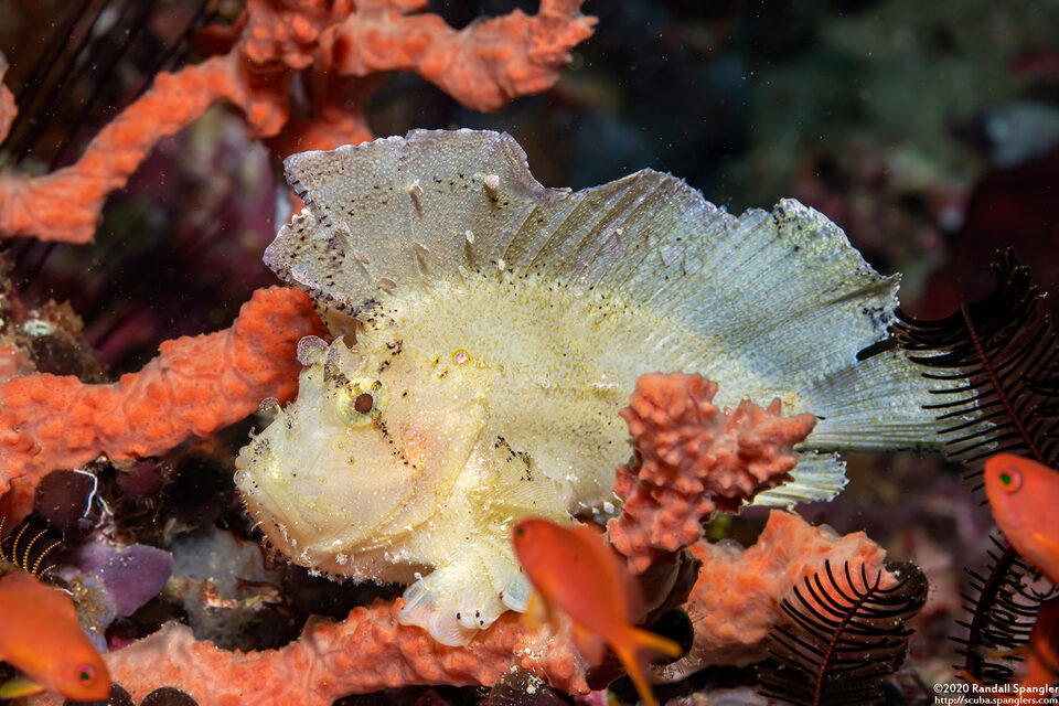 Taenianotus triacanthus (Leaf Scorpionfish)