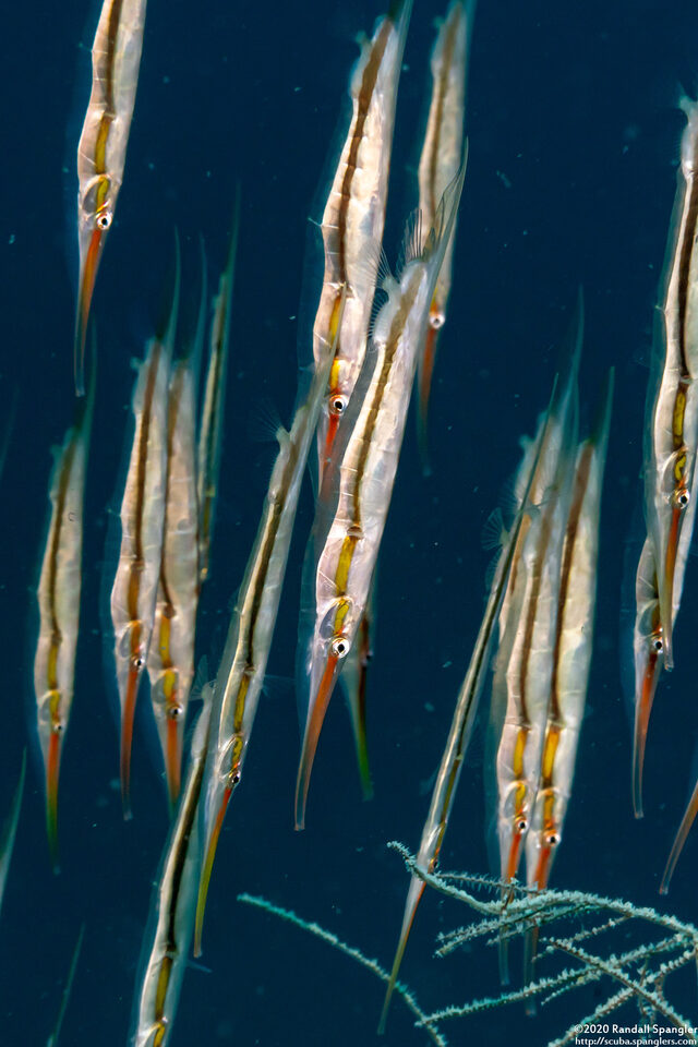Centriscus scutatus (Rigid Shrimpfish)