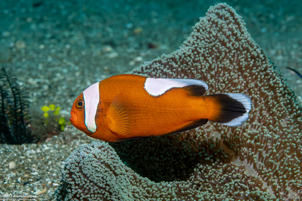 Amphiprion polymnus (Saddleback Anemonefish)