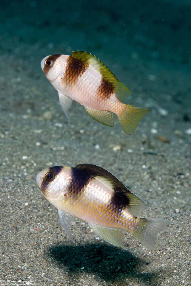 Amblypomacentrus breviceps (Black-Banded Damsel)