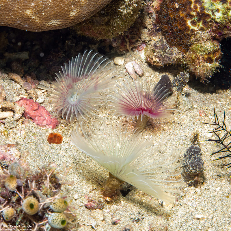 Bispira sp.2 (Bispira sp.2)