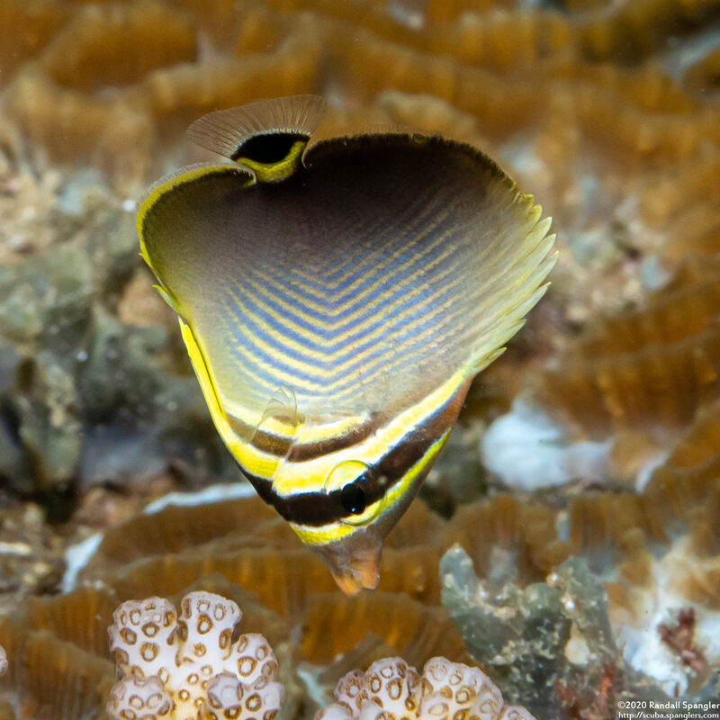 Chaetodon baronessa (Eastern Triangular Butterflyfish)