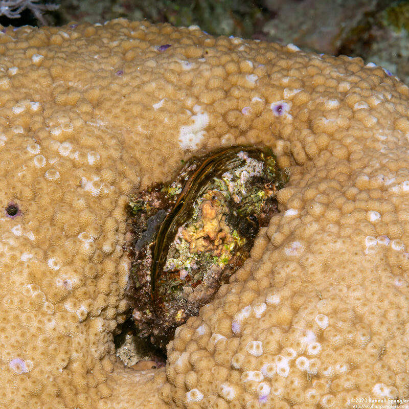 Septifer bilocularis (Box Mussel)