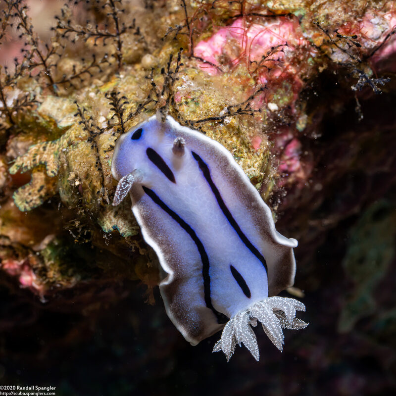 Chromodoris willani (Willan's Chromodoris)