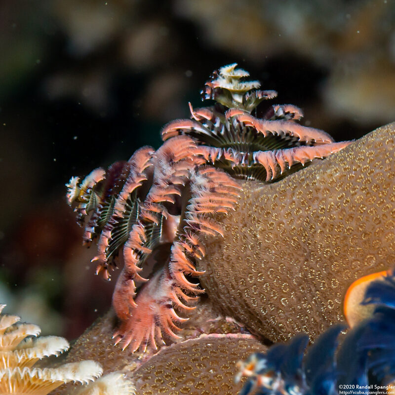 Spirobranchus sp.1 (Christmas Tree Worm)