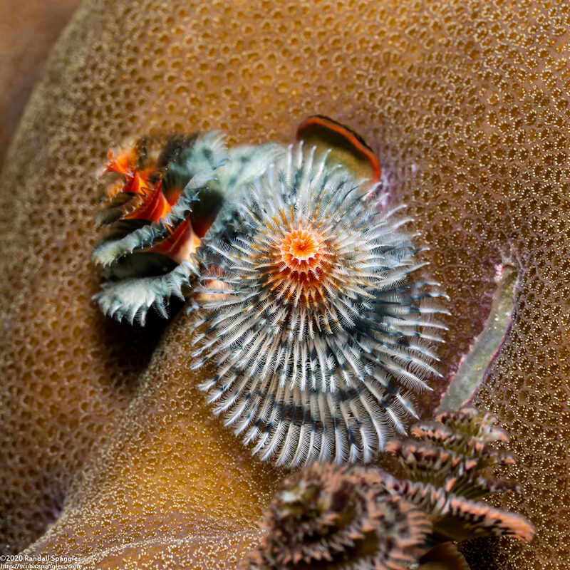 Spirobranchus sp.1 (Christmas Tree Worm)