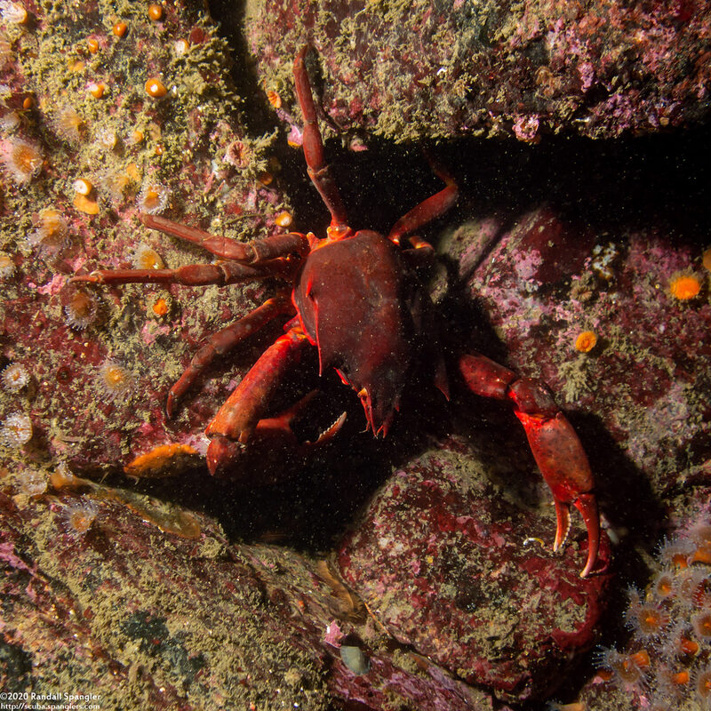 Pugettia producta (Northern Kelp Crab)