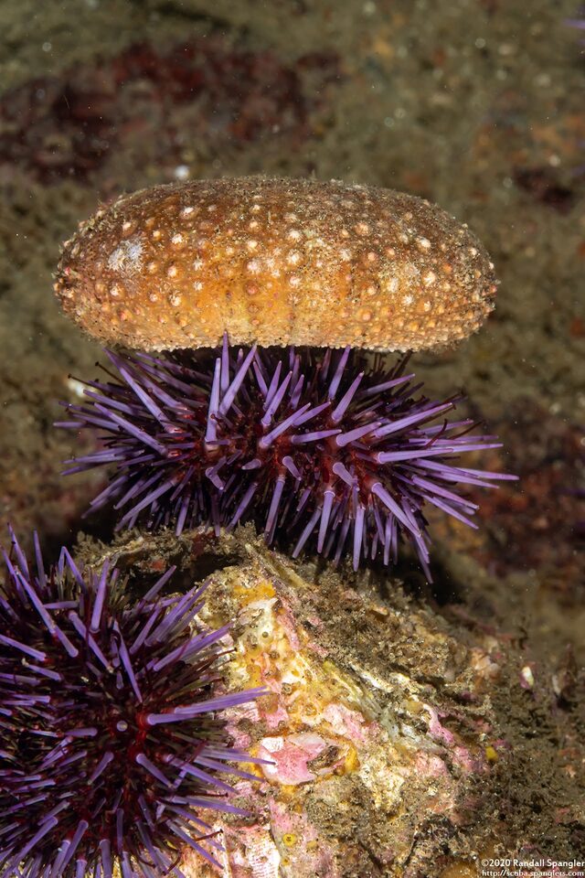 Strongylocentrotus purpuratus (Purple Sea Urchin)