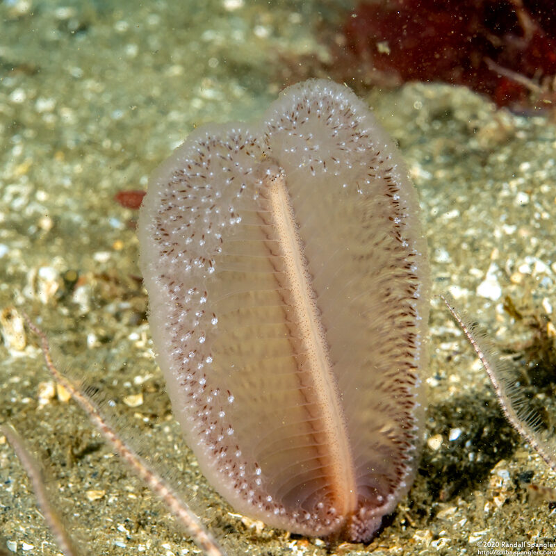 Virgularia sp.4 (Virgularia sp.4)