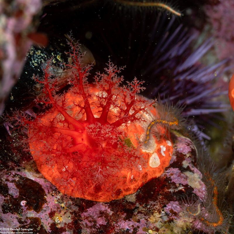 Psolus chitonoides (Slipper Sea Cucumber)