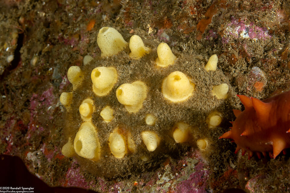 Polymastia pachymastia (Aggregated Nipple Sponge)