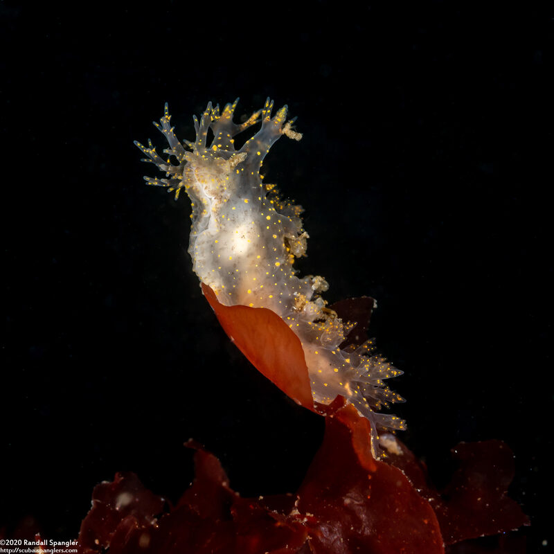 Dendronotus venustus (Branched Dendronotus)