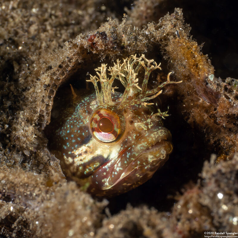 Neoclinus stephensae (Yellowfin Fringehead)