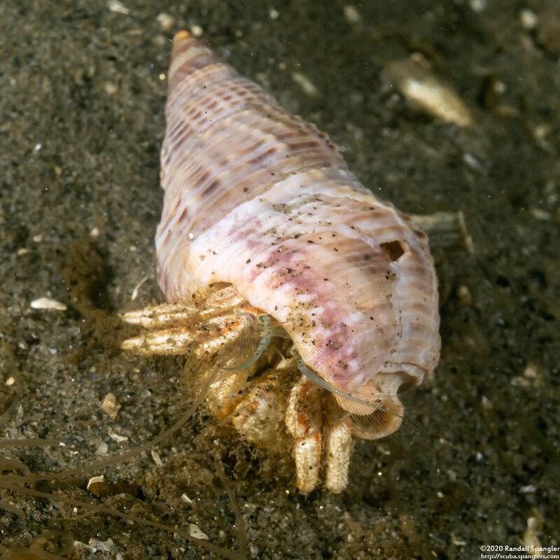 Isocheles pilosus (Moonsnail Hermit Crab)