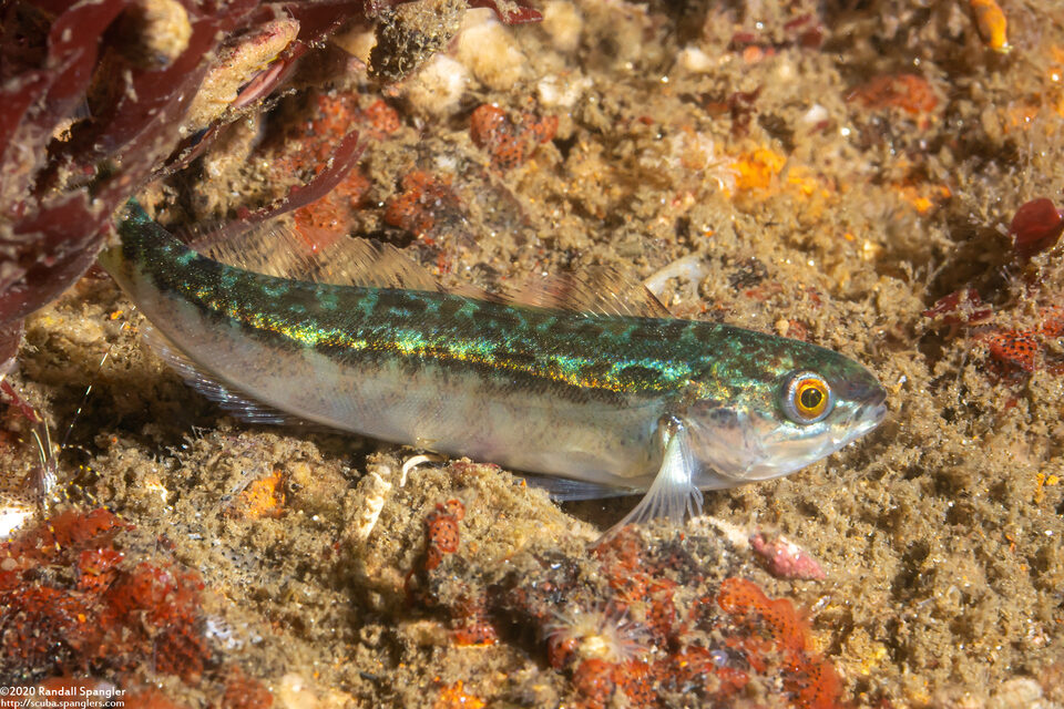 Hexagrammos stelleri (Whitespotted Greenling)