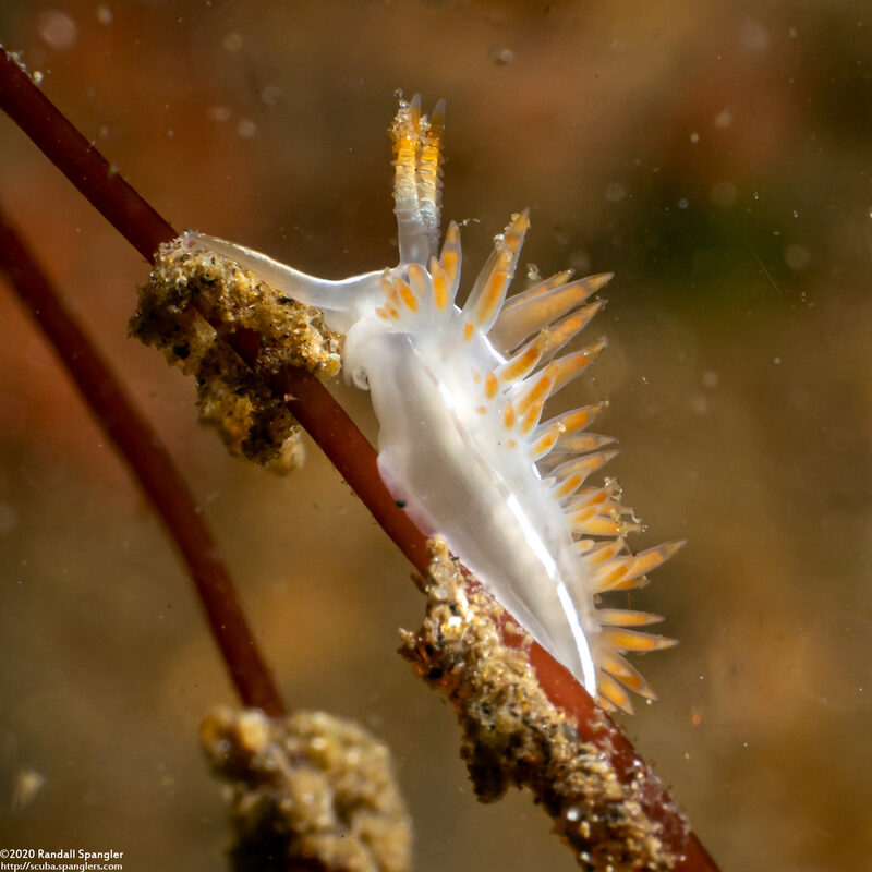 Coryphella trilineata (Three-Lined Aeolid)