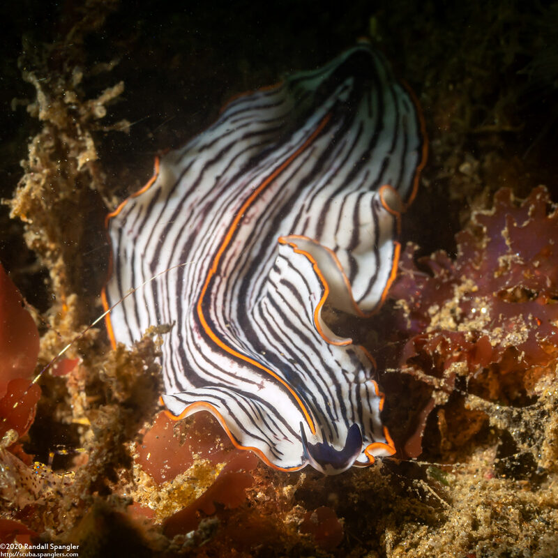 Praestheceraeus bellostriatus (Candy Striped Flatworm)