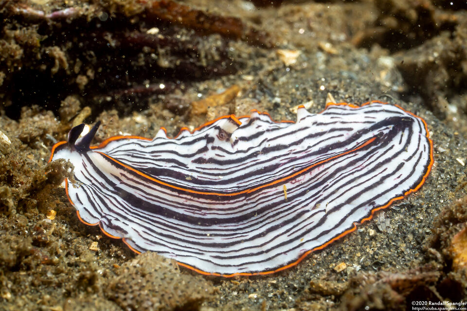 Praestheceraeus bellostriatus (Candy Striped Flatworm)
