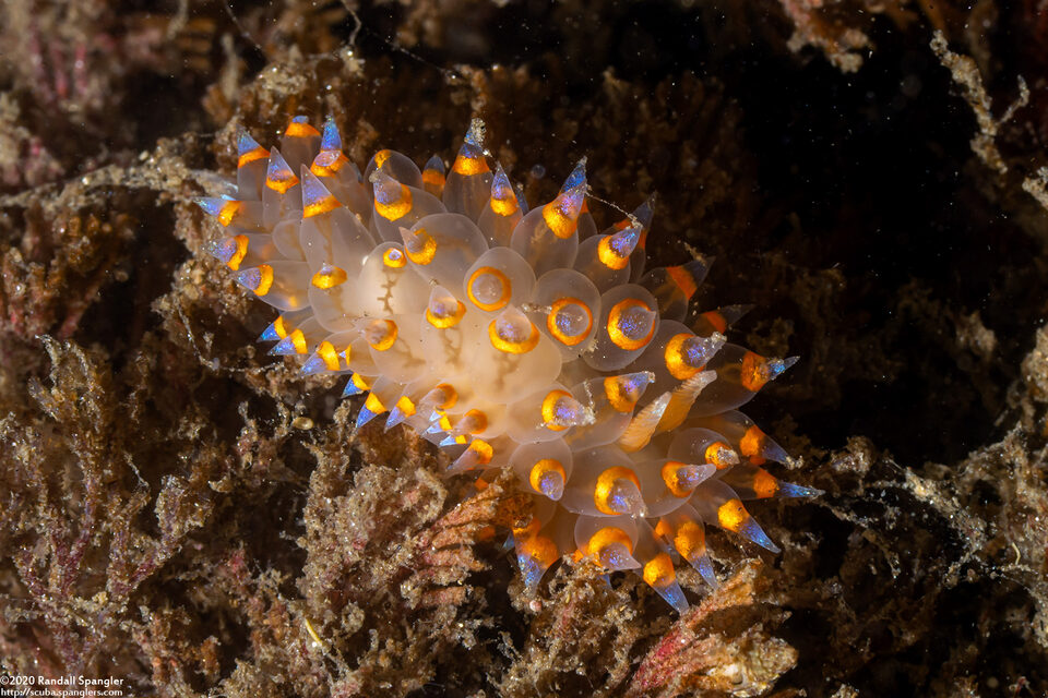 Antiopella barbarensis (Santa Barbara Janolus)