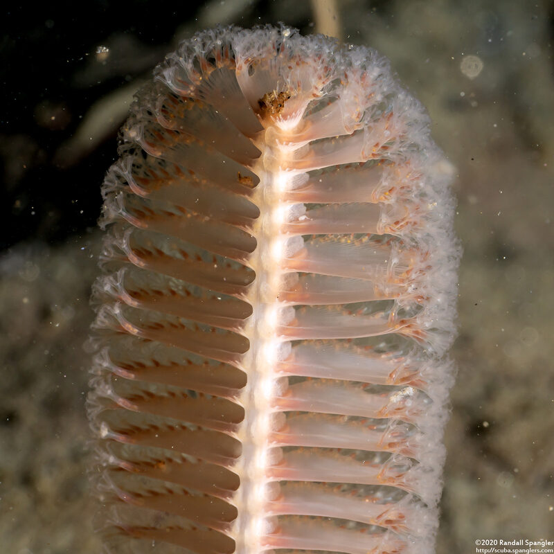 Stylatula elongata (White Sea Pen)