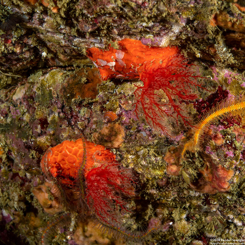 Psolus chitonoides (Slipper Sea Cucumber)