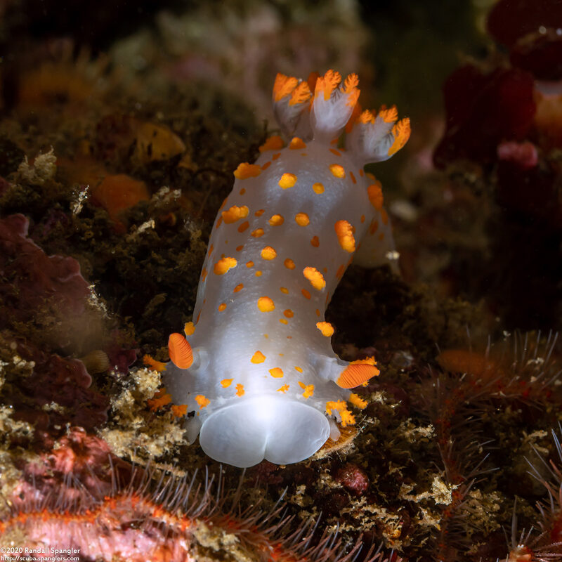 Triopha catalinae (Catalina Triopha)