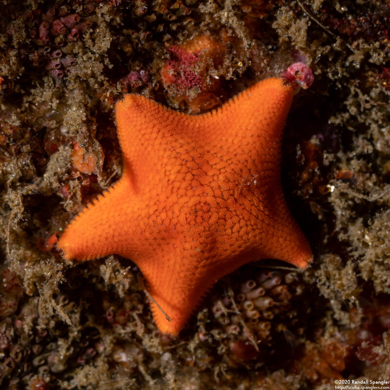 Patiria miniata (Bat Star)
