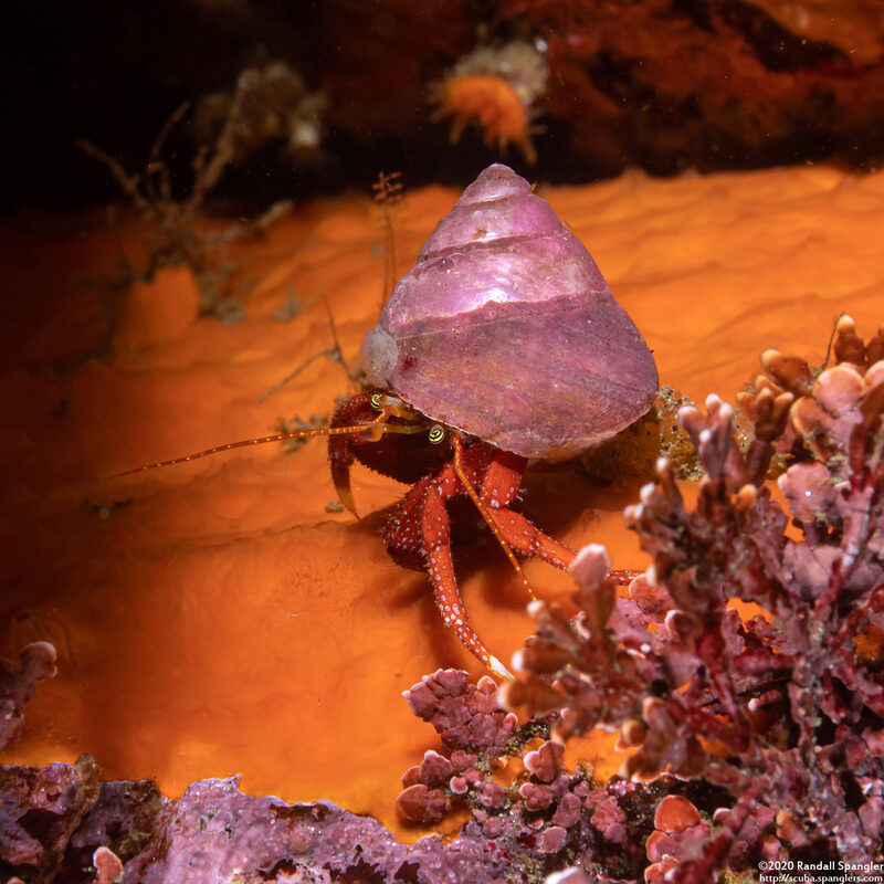 Pagurus hemphilli (Maroon Hermit Crab)