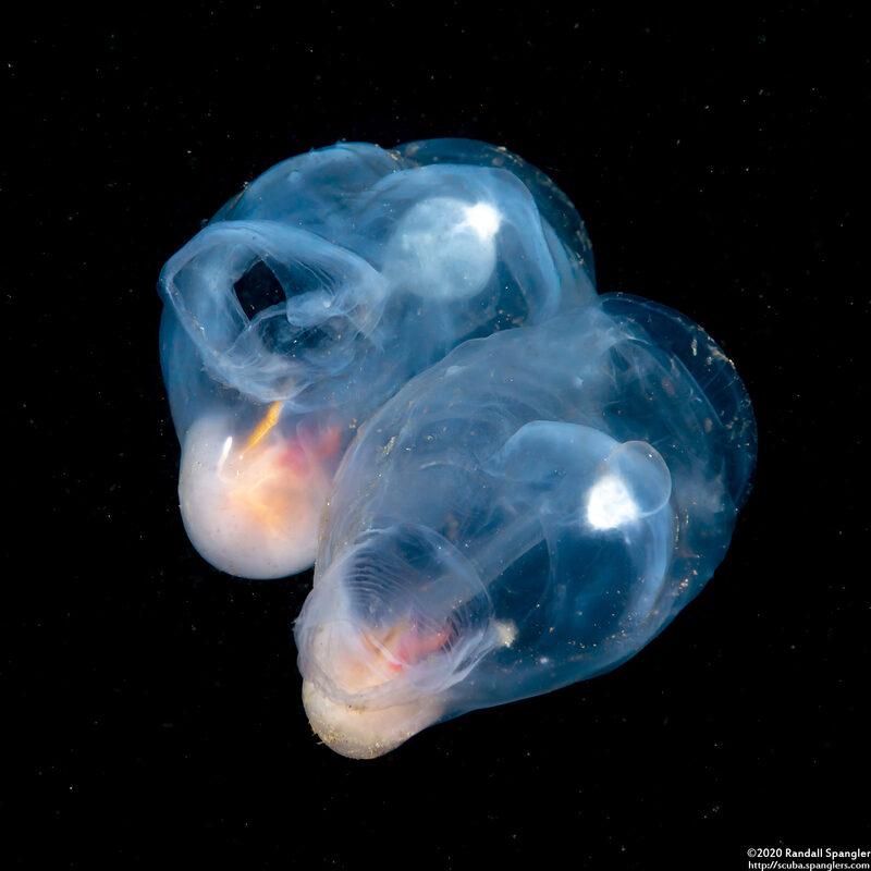 Thetys vagina (Pelagic Tunicate)