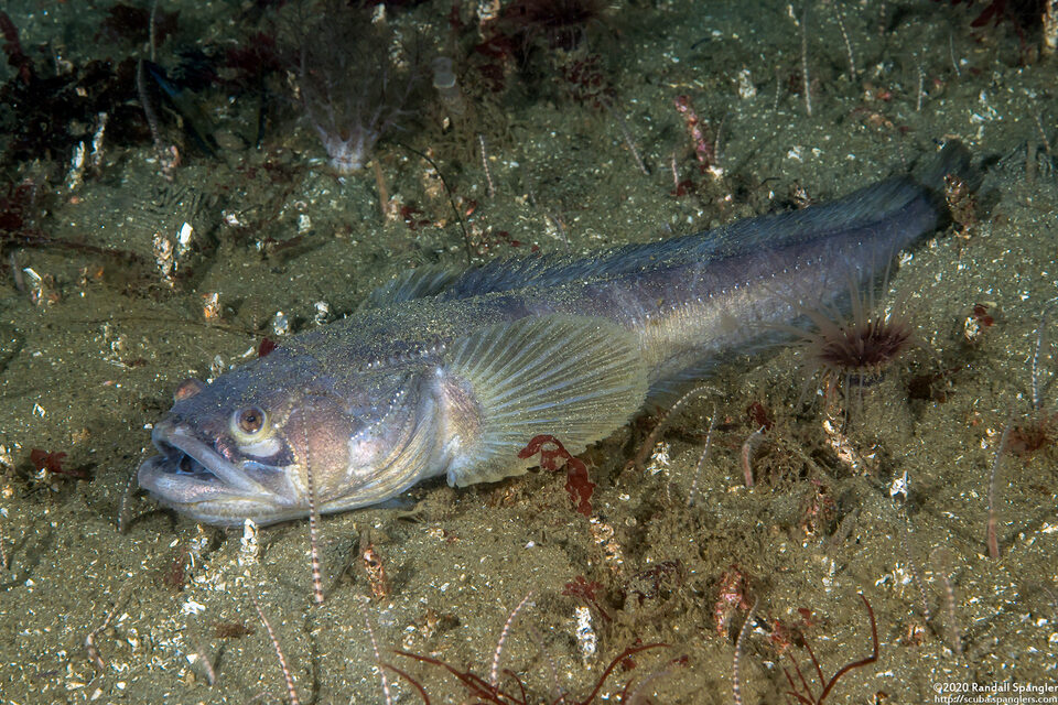 Porichthys notatus (Plainfin Midshipman)
