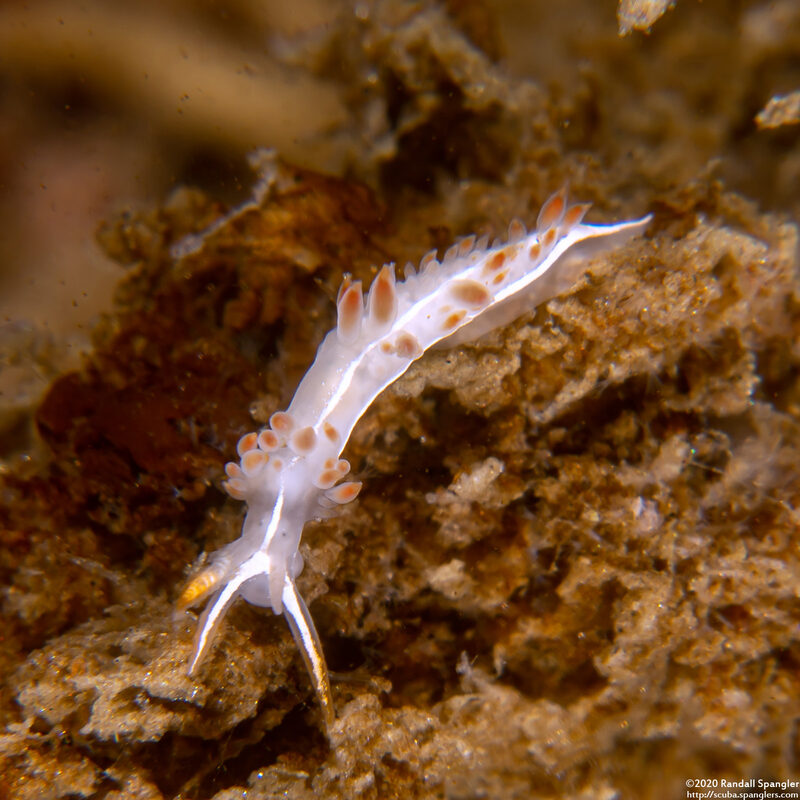 Coryphella trilineata (Three-Lined Aeolid)