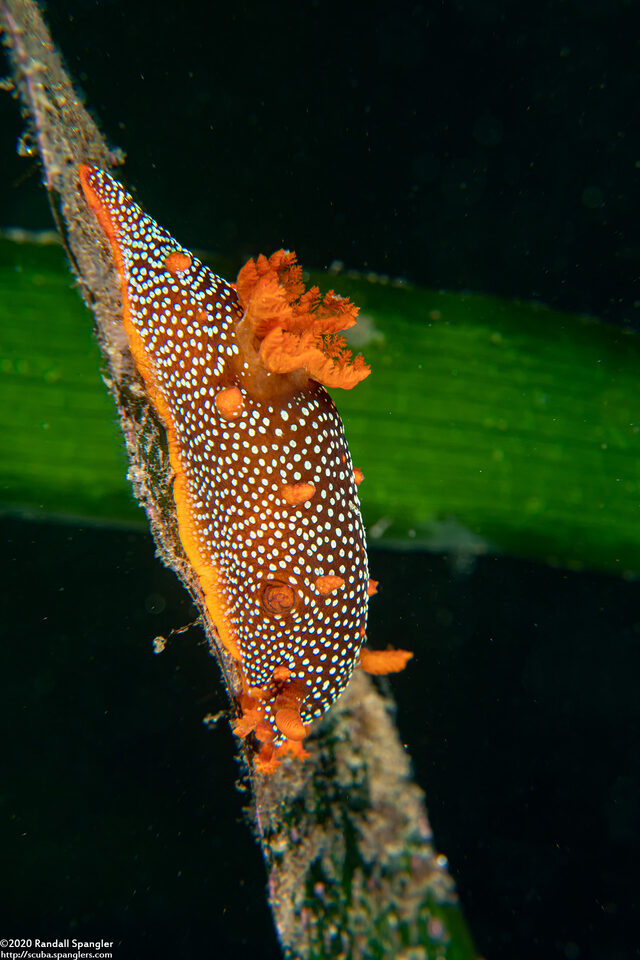 Triopha maculata (Spotted Triopha)