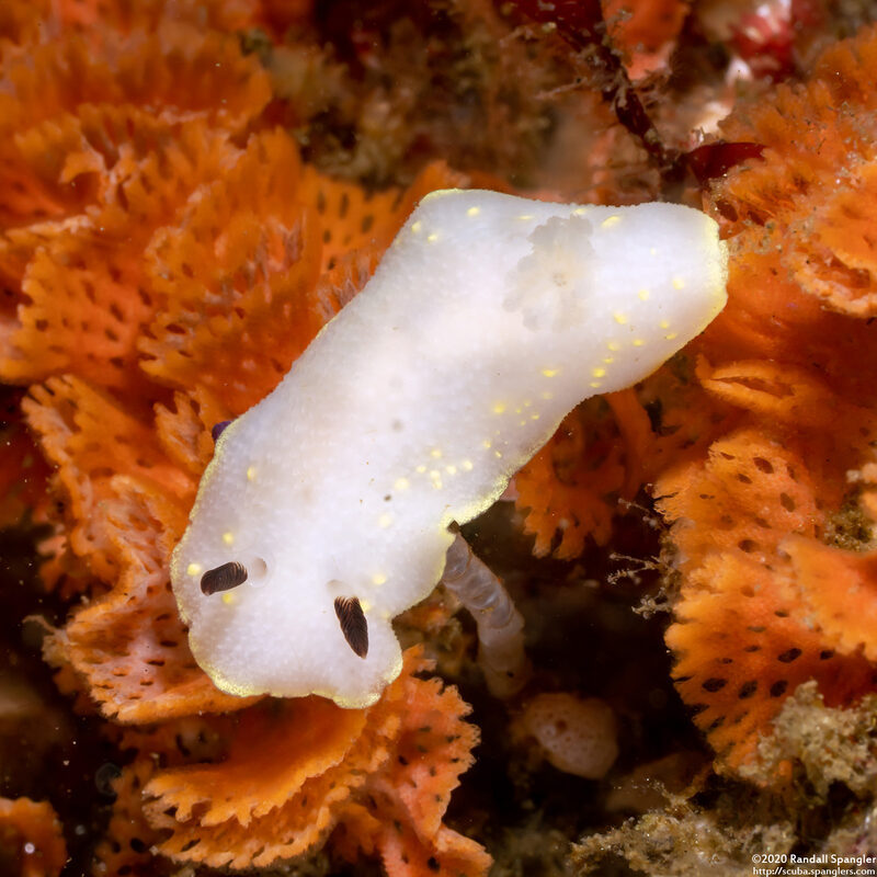 Cadlina flavomaculata (Yellow-Spot Cadlina)