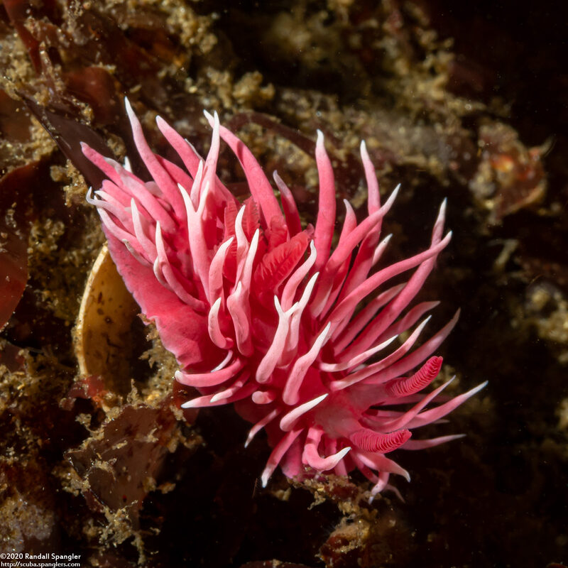Okenia rosacea (Hopkins' Rose Nudibranch)