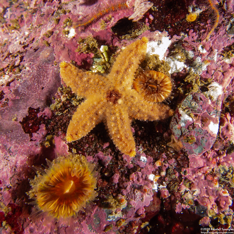 Pisaster ochraceus (Ochre Star)