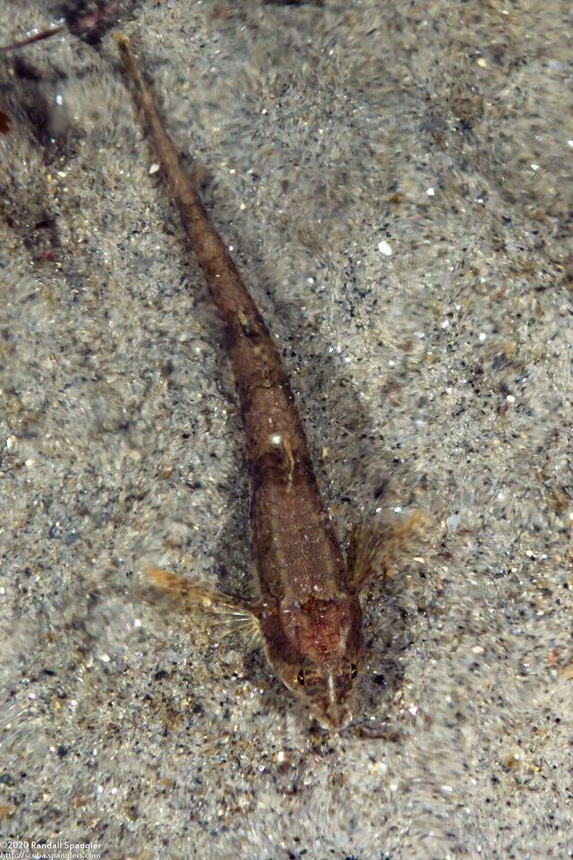 Odontopyxis trispinosa (Pygmy Poacher)