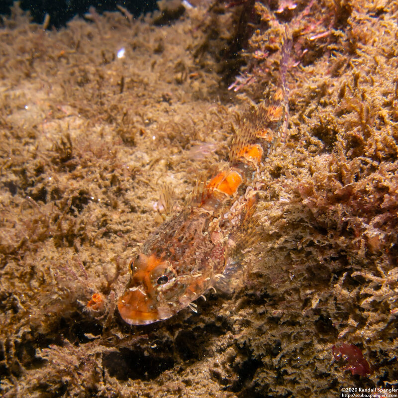 Artedius corallinus (Coralline Sculpin)