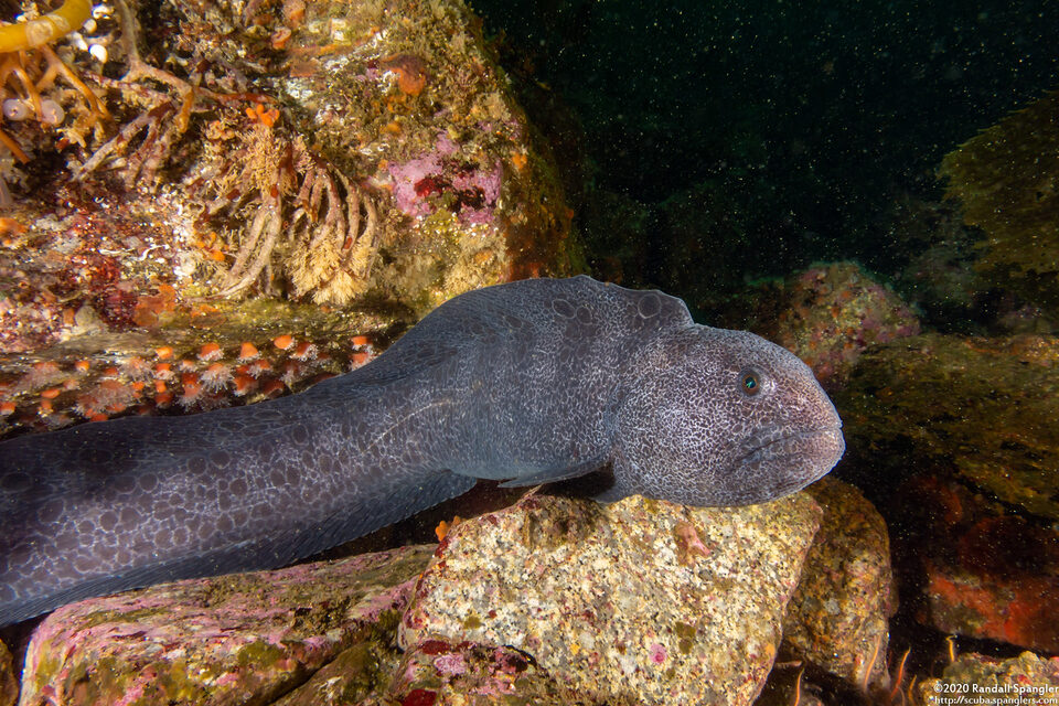 Anarrhichthys ocellatus (Wolf-Eel)