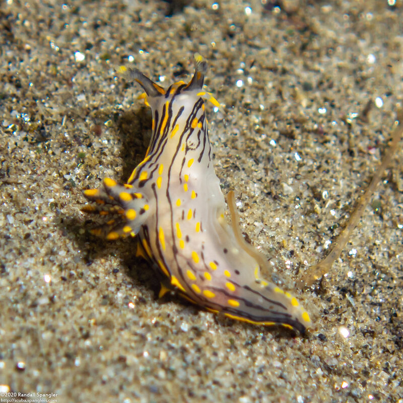 Polycera atra (Black Dorid)