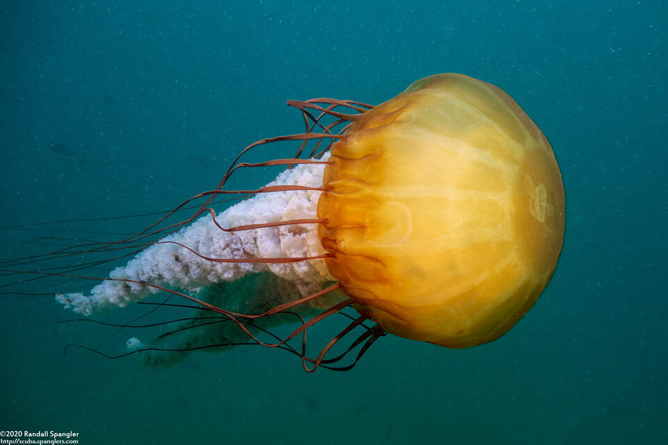 Chrysaora fuscescens (Brown Jellyfish)