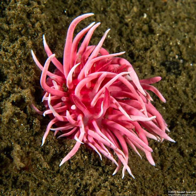 Okenia rosacea (Hopkins' Rose Nudibranch)