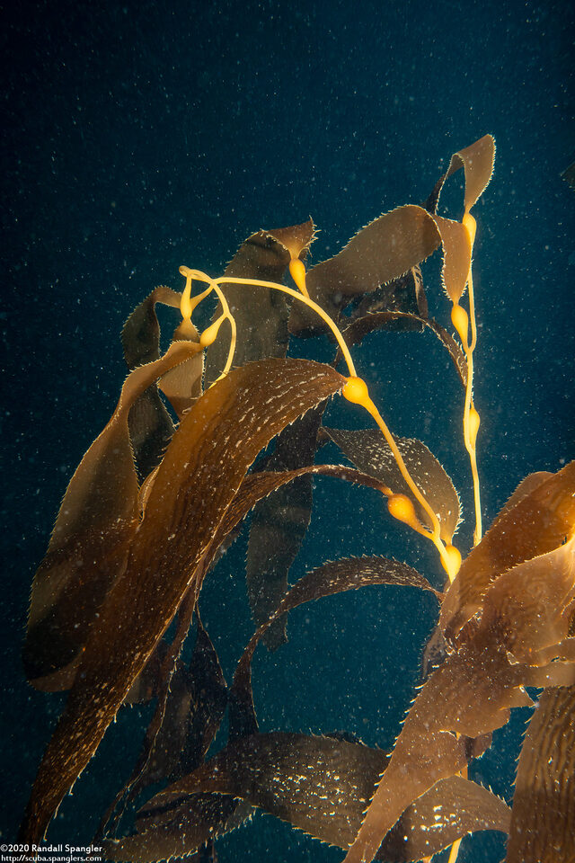 Macrocystis pyrifera (Giant Kelp)