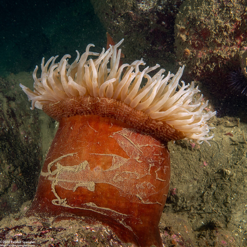 Urticina piscivora (Fish-Eating Urticina)